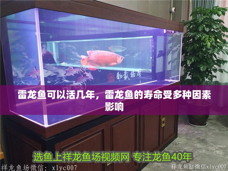 雷龍魚可以活幾年，雷龍魚的壽命受多種因素影響