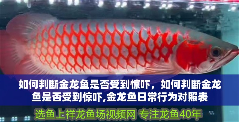 如何判斷金龍魚是否受到驚嚇，如何判斷金龍魚是否受到驚嚇,金龍魚日常行為對照表