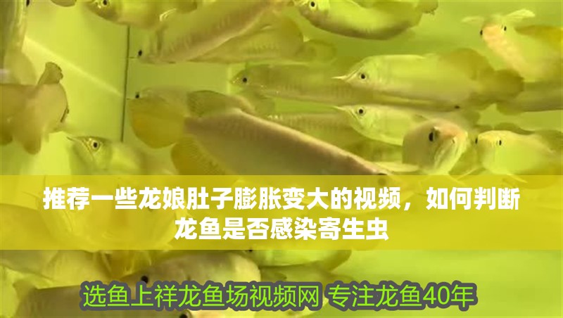 推薦一些龍娘肚子膨脹變大的視頻，如何判斷龍魚是否感染寄生蟲 推薦一些龍娘肚子膨脹變大的視頻，如何判斷龍魚是否感染寄生蟲 龍魚百科