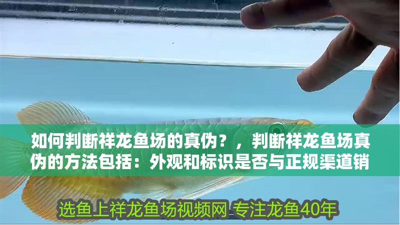 如何判斷祥龍魚場的真偽？，判斷祥龍魚場真偽的方法包括：外觀和標識是否與正規渠道銷售的祥龍魚相符 如何判斷祥龍魚場的真偽？，判斷祥龍魚場真偽的方法包括：外觀和標識是否與正規渠道銷售的祥龍魚相符 龍魚百科