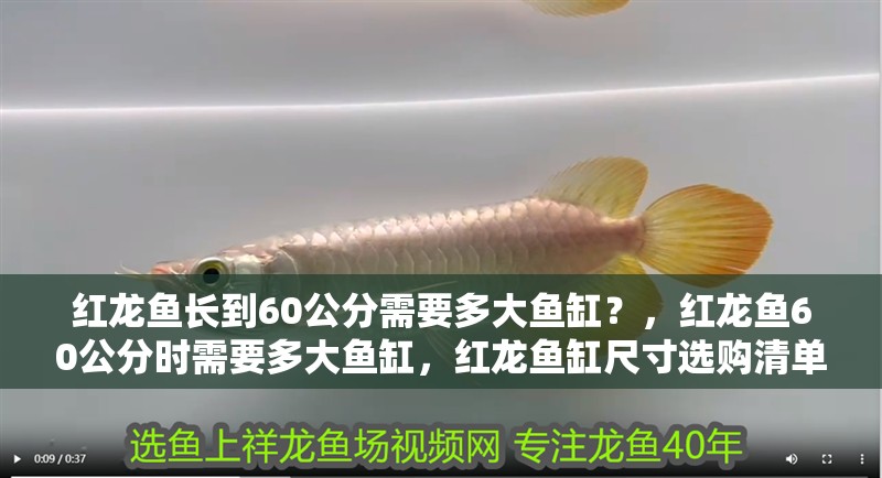 紅龍魚長到60公分需要多大魚缸？，紅龍魚60公分時需要多大魚缸，紅龍魚缸尺寸選購清單 紅龍魚長到60公分需要多大魚缸？，紅龍魚60公分時需要多大魚缸，紅龍魚缸尺寸選購清單 龍魚百科