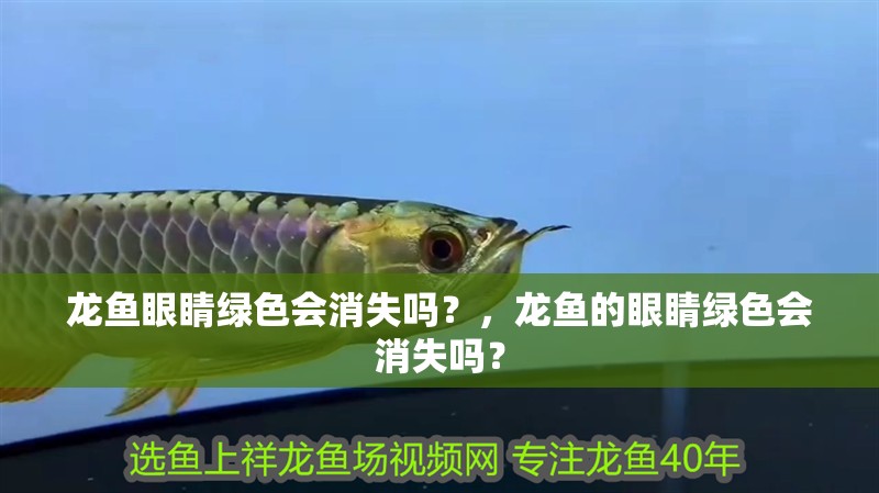 龍魚眼睛綠色會消失嗎？，龍魚的眼睛綠色會消失嗎？ 龍魚眼睛綠色會消失嗎？，龍魚的眼睛綠色會消失嗎？ 龍魚百科