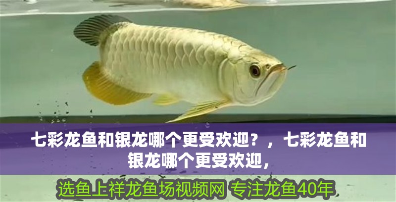 七彩龍魚和銀龍哪個更受歡迎？，七彩龍魚和銀龍哪個更受歡迎，