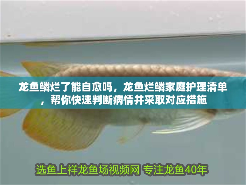 龍魚鱗爛了能自愈嗎，龍魚爛鱗家庭護理清單，幫你快速判斷病情并采取對應措施 龍魚鱗爛了能自愈嗎，龍魚爛鱗家庭護理清單，幫你快速判斷病情并采取對應措施 龍魚百科