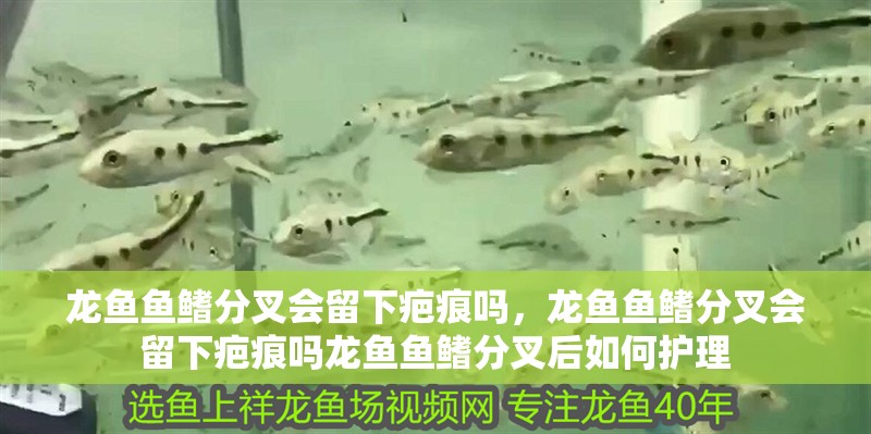 龍魚魚鰭分叉會留下疤痕嗎，龍魚魚鰭分叉會留下疤痕嗎龍魚魚鰭分叉后如何護理 龍魚魚鰭分叉會留下疤痕嗎，龍魚魚鰭分叉會留下疤痕嗎龍魚魚鰭分叉后如何護理 龍魚百科
