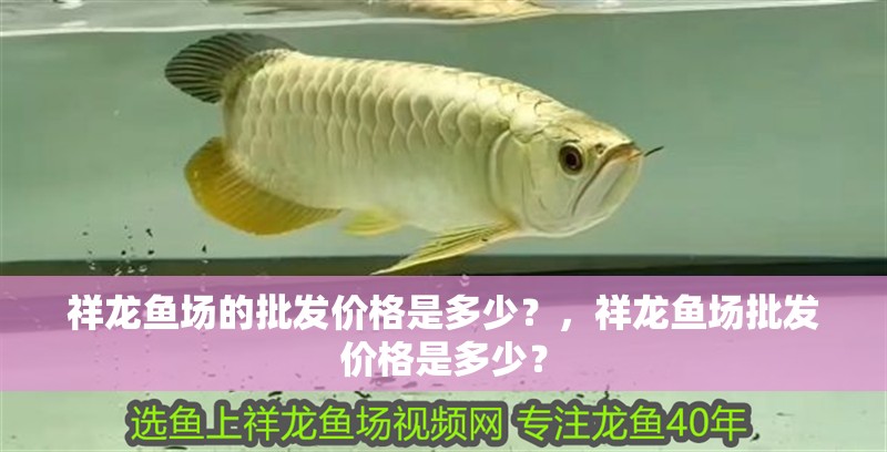祥龍魚場的批發價格是多少？，祥龍魚場批發價格是多少？