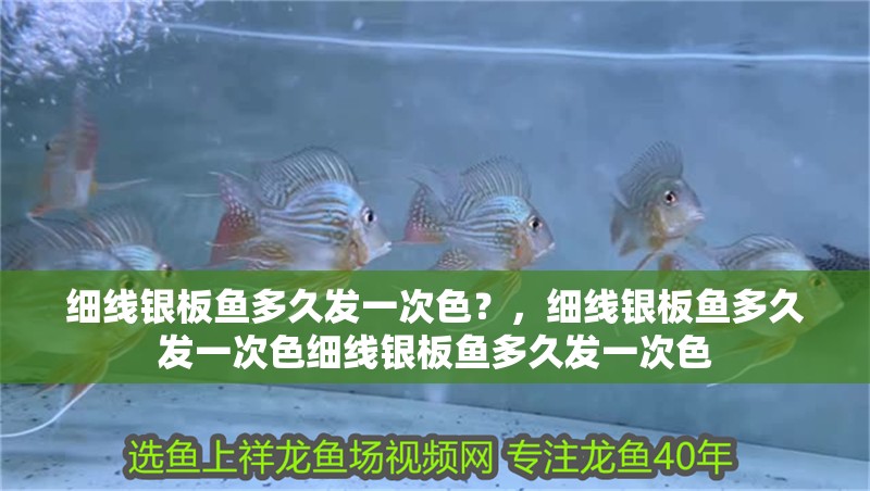細線銀板魚多久發一次色？，細線銀板魚多久發一次色細線銀板魚多久發一次色