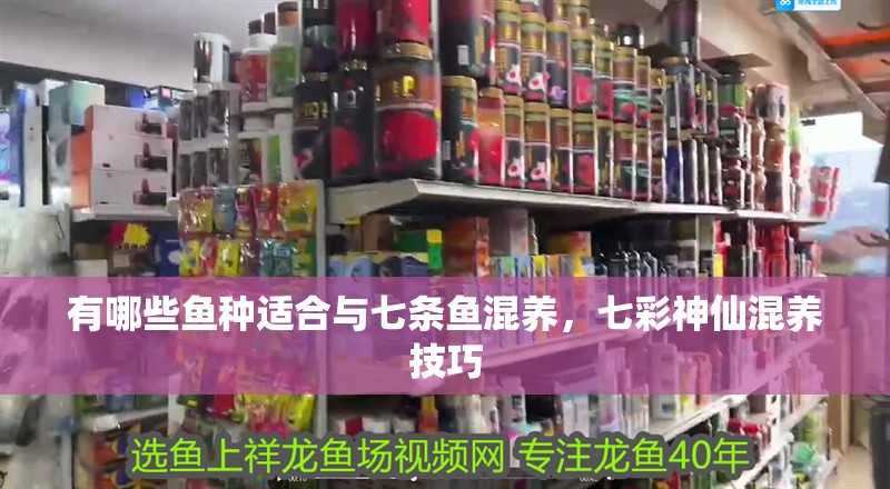 鸚鵡魚和銀龍魚混養怎樣喂食 有哪些魚種適合與七條魚混養,七彩神仙混養技巧 龍魚百科 有哪些魚種適合與七條魚混養,七彩神仙混養技巧 有哪些魚種適合與七條魚混養,七彩神仙混養技巧 龍魚百科
