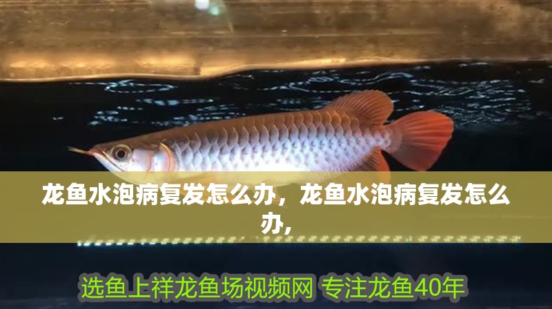 虎魚天天黑來點(diǎn)赤瞳黃金 龍魚水泡病復(fù)發(fā)怎么辦,龍魚水泡病復(fù)發(fā)怎么辦, 龍魚百科 龍魚水泡病復(fù)發(fā)怎么辦,龍魚水泡病復(fù)發(fā)怎么辦, 龍魚水泡病復(fù)發(fā)怎么辦,龍魚水泡病復(fù)發(fā)怎么辦, 龍魚百科
