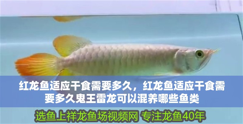 龍魚干蝦有營養(yǎng)嗎 紅龍魚適應干食需要多久,紅龍魚適應干食需要多久鬼王雷龍可以混養(yǎng)哪些魚類 龍魚百科 紅龍魚適應干食需要多久,紅龍魚適應干食需要多久鬼王雷龍可以混養(yǎng)哪些魚類 紅龍魚適應干食需要多久,紅龍魚適應干食需要多久鬼王雷龍可以混養(yǎng)哪些魚類 龍魚百科