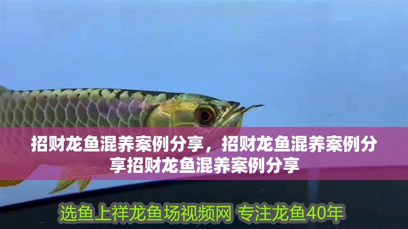 招財龍魚混養案例分享，招財龍魚混養案例分享招財龍魚混養案例分享 招財龍魚混養案例分享，招財龍魚混養案例分享招財龍魚混養案例分享 龍魚百科