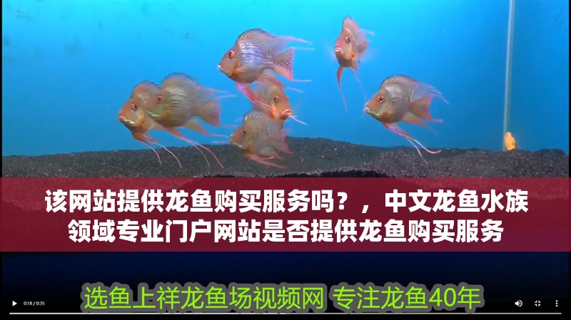 該網(wǎng)站提供龍魚購(gòu)買服務(wù)嗎？，中文龍魚水族領(lǐng)域?qū)I(yè)門戶網(wǎng)站是否提供龍魚購(gòu)買服務(wù) 該網(wǎng)站提供龍魚購(gòu)買服務(wù)嗎？，中文龍魚水族領(lǐng)域?qū)I(yè)門戶網(wǎng)站是否提供龍魚購(gòu)買服務(wù) 龍魚百科