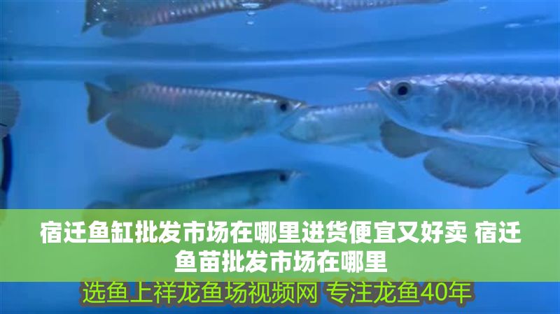 宿遷魚缸批發市場在哪里進貨便宜又好賣 宿遷魚苗批發市場在哪里