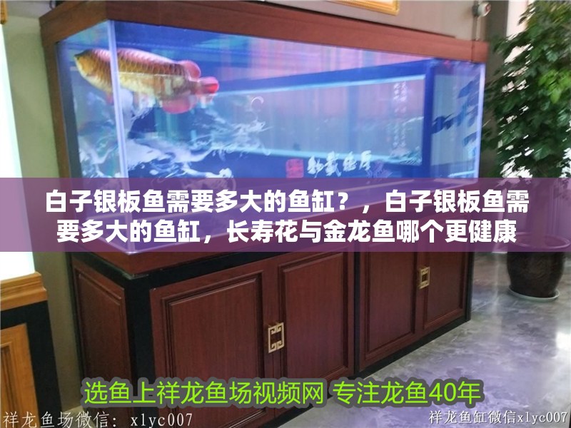 白子銀板魚需要多大的魚缸？，白子銀板魚需要多大的魚缸，長壽花與金龍魚哪個更健康 白子銀板魚需要多大的魚缸？，白子銀板魚需要多大的魚缸，長壽花與金龍魚哪個更健康 龍魚百科