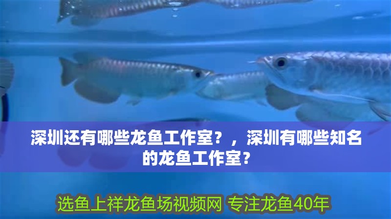 深圳還有哪些龍魚工作室？，深圳有哪些知名的龍魚工作室？