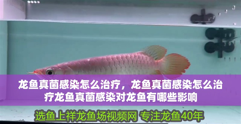 龍魚真菌感染怎么治療，龍魚真菌感染怎么治療龍魚真菌感染對龍魚有哪些影響