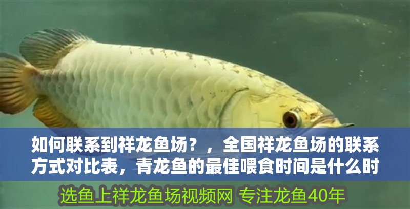 如何聯系到祥龍魚場？，全國祥龍魚場的聯系方式對比表，青龍魚的最佳喂食時間是什么時候 如何聯系到祥龍魚場？，全國祥龍魚場的聯系方式對比表，青龍魚的最佳喂食時間是什么時候 龍魚百科