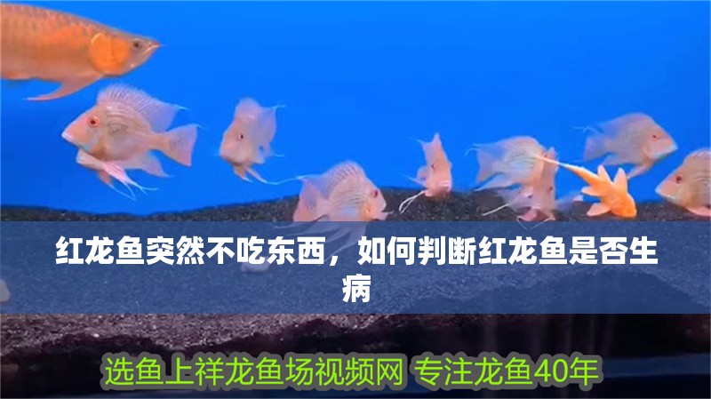 紅龍魚突然不吃東西，如何判斷紅龍魚是否生病 紅龍魚突然不吃東西，如何判斷紅龍魚是否生病 龍魚百科