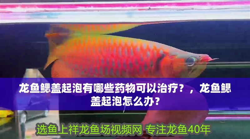 龍魚鰓蓋起泡有哪些藥物可以治療？，龍魚鰓蓋起泡怎么辦？ 龍魚鰓蓋起泡有哪些藥物可以治療？，龍魚鰓蓋起泡怎么辦？ 龍魚百科