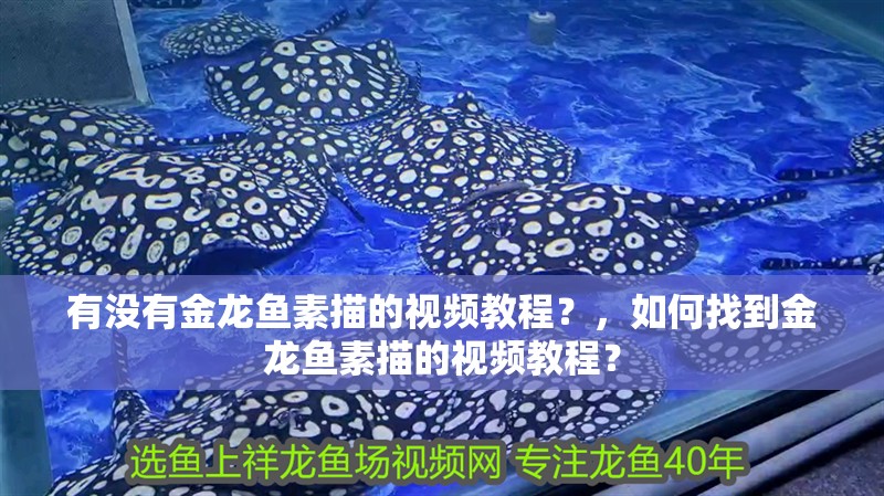 有沒有金龍魚素描的視頻教程？，如何找到金龍魚素描的視頻教程？ 有沒有金龍魚素描的視頻教程？，如何找到金龍魚素描的視頻教程？ 龍魚百科