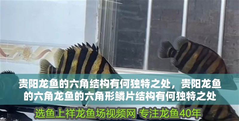 鸚鵡魚和銀龍魚混養(yǎng)怎樣喂食 貴陽龍魚的六角結(jié)構(gòu)有何獨(dú)特之處,貴陽龍魚的六角龍魚的六角形鱗片結(jié)構(gòu)有何獨(dú)特之處 龍魚百科 貴陽龍魚的六角結(jié)構(gòu)有何獨(dú)特之處,貴陽龍魚的六角龍魚的六角形鱗片結(jié)構(gòu)有何獨(dú)特之處 貴陽龍魚的六角結(jié)構(gòu)有何獨(dú)特之處,貴陽龍魚的六角龍魚的六角形鱗片結(jié)構(gòu)有何獨(dú)特之處 龍魚百科