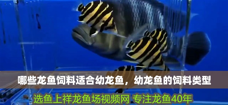 哪些龍魚飼料適合幼龍魚，幼龍魚的飼料類型 哪些龍魚飼料適合幼龍魚，幼龍魚的飼料類型 龍魚百科