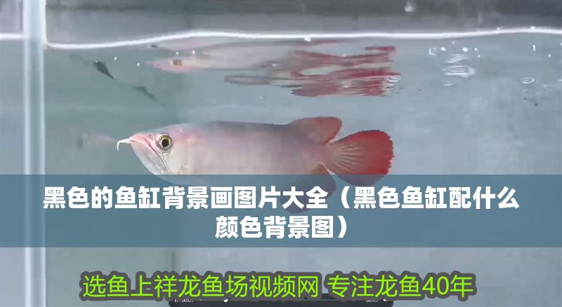 黑色的魚缸背景畫圖片大全（黑色魚缸配什么顏色背景圖） 黑色的魚缸背景畫圖片大全（黑色魚缸配什么顏色背景圖） 全國水族館企業名錄 第1張