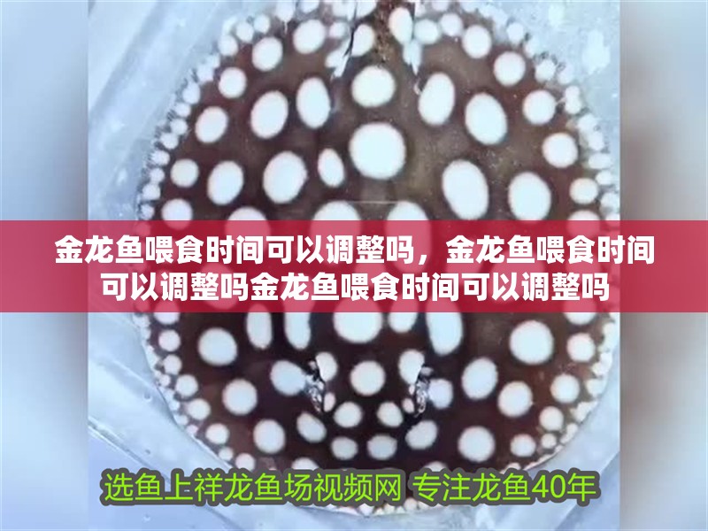 金龍魚喂食時間可以調整嗎，金龍魚喂食時間可以調整嗎金龍魚喂食時間可以調整嗎