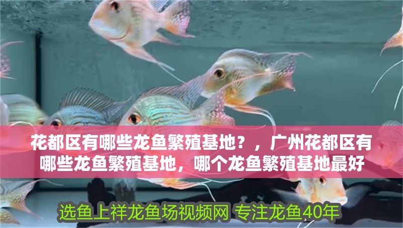 花都區(qū)有哪些龍魚(yú)繁殖基地？，廣州花都區(qū)有哪些龍魚(yú)繁殖基地，哪個(gè)龍魚(yú)繁殖基地最好 花都區(qū)有哪些龍魚(yú)繁殖基地？，廣州花都區(qū)有哪些龍魚(yú)繁殖基地，哪個(gè)龍魚(yú)繁殖基地最好 龍魚(yú)百科