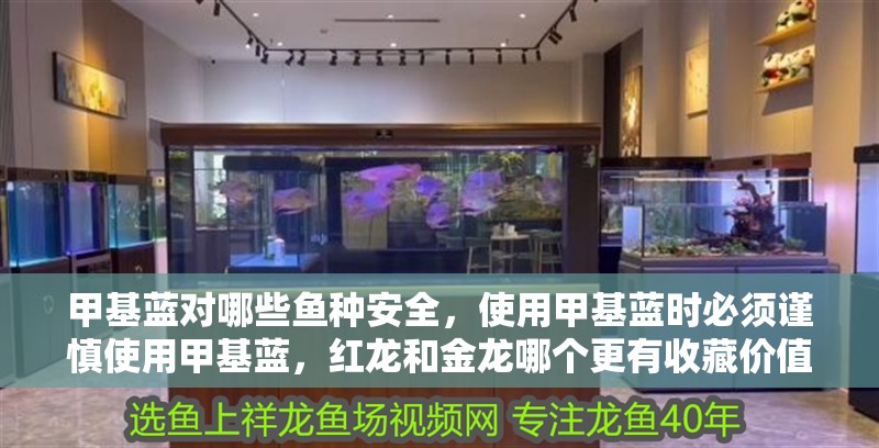 甲基藍(lán)對(duì)哪些魚(yú)種安全，使用甲基藍(lán)時(shí)必須謹(jǐn)慎使用甲基藍(lán)，紅龍和金龍哪個(gè)更有收藏價(jià)值