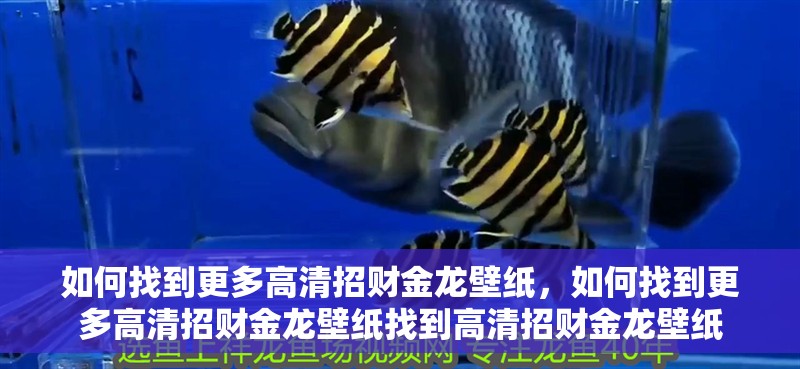 如何找到更多高清招財金龍壁紙，如何找到更多高清招財金龍壁紙找到高清招財金龍壁紙 如何找到更多高清招財金龍壁紙，如何找到更多高清招財金龍壁紙找到高清招財金龍壁紙 龍魚百科