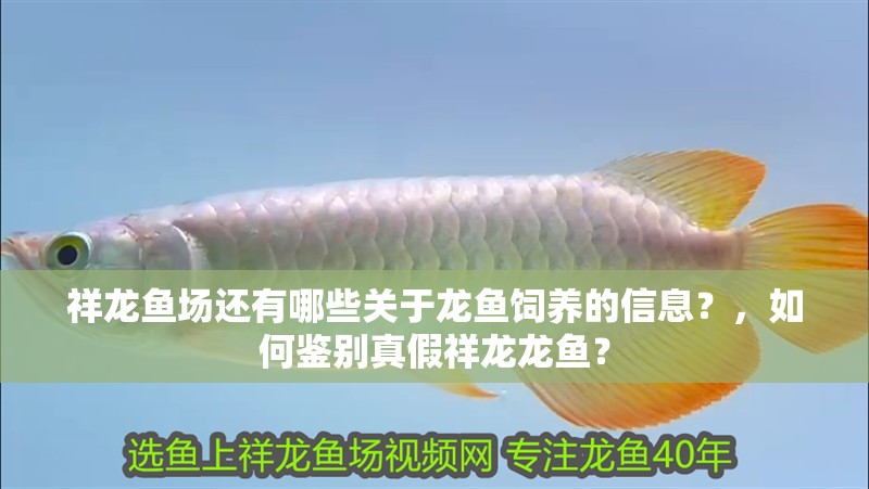 祥龍魚場還有哪些關于龍魚飼養的信息？，如何鑒別真假祥龍龍魚？ 祥龍魚場還有哪些關于龍魚飼養的信息？，如何鑒別真假祥龍龍魚？ 龍魚百科