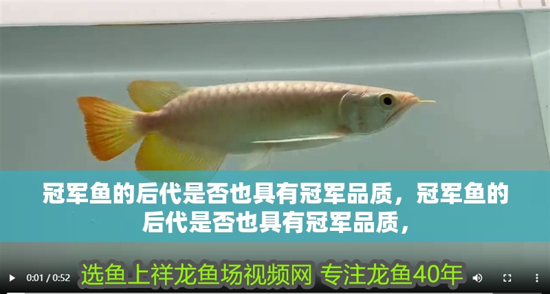 冠軍魚的后代是否也具有冠軍品質，冠軍魚的后代是否也具有冠軍品質，