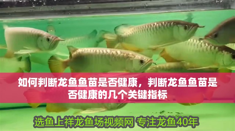 如何判斷龍魚魚苗是否健康，判斷龍魚魚苗是否健康的幾個(gè)關(guān)鍵指標(biāo) 如何判斷龍魚魚苗是否健康，判斷龍魚魚苗是否健康的幾個(gè)關(guān)鍵指標(biāo) 龍魚百科