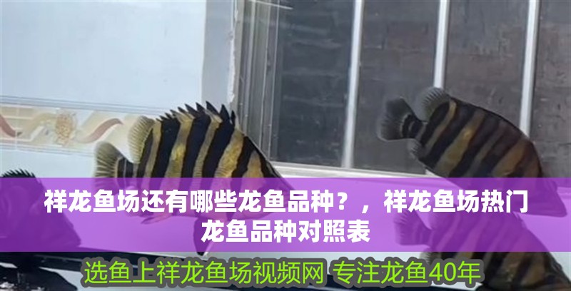 祥龍魚場還有哪些龍魚品種？，祥龍魚場熱門龍魚品種對照表