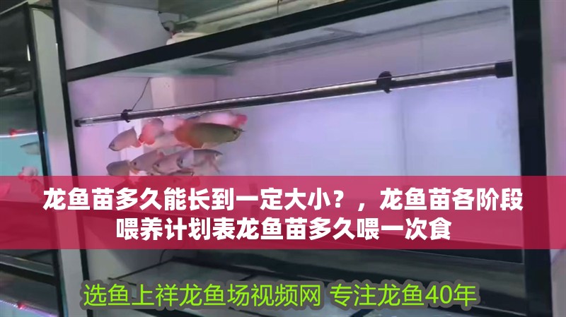 龍魚苗多久能長到一定大小？，龍魚苗各階段喂養(yǎng)計劃表龍魚苗多久喂一次食 龍魚苗多久能長到一定大小？，龍魚苗各階段喂養(yǎng)計劃表龍魚苗多久喂一次食 龍魚百科