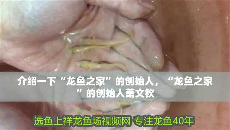 我的虎魚真菌感染了要怎么處理 介紹一下“龍魚之家”的創始人,“龍魚之家”的創始人蕭文欽 龍魚百科 介紹一下“龍魚之家”的創始人,“龍魚之家”的創始人蕭文欽 介紹一下“龍魚之家”的創始人,“龍魚之家”的創始人蕭文欽 龍魚百科
