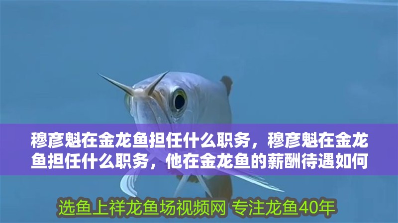 龍魚干蝦有營養嗎 穆彥魁在金龍魚擔任什么職務,穆彥魁在金龍魚擔任什么職務,他在金龍魚的薪酬待遇如何? 龍魚百科 穆彥魁在金龍魚擔任什么職務,穆彥魁在金龍魚擔任什么職務,他在金龍魚的薪酬待遇如何? 穆彥魁在金龍魚擔任什么職務,穆彥魁在金龍魚擔任什么職務,他在金龍魚的薪酬待遇如何? 龍魚百科