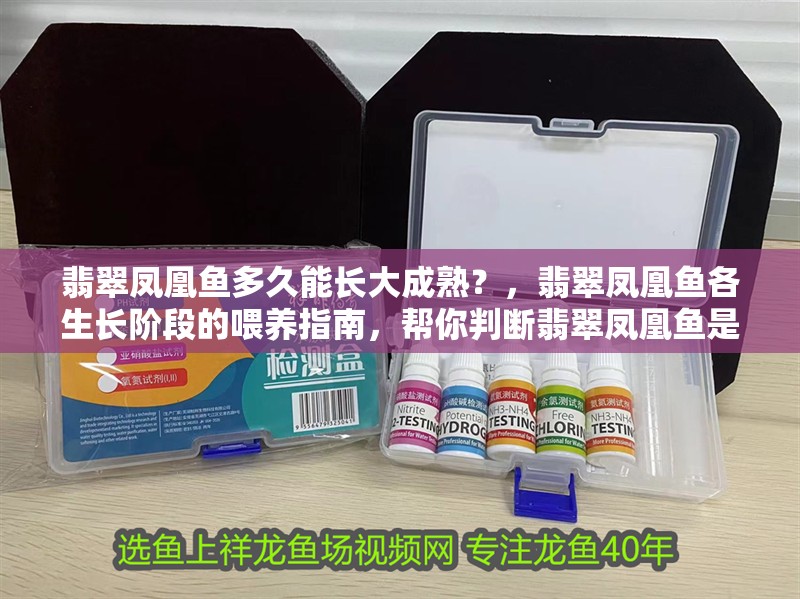 鸚鵡魚和銀龍魚混養怎樣喂食 翡翠鳳凰魚多久能長大成熟?,翡翠鳳凰魚各生長階段的喂養指南,幫你判斷翡翠鳳凰魚是否成熟 龍魚百科 翡翠鳳凰魚多久能長大成熟?,翡翠鳳凰魚各生長階段的喂養指南,幫你判斷翡翠鳳凰魚是否成熟 翡翠鳳凰魚多久能長大成熟?,翡翠鳳凰魚各生長階段的喂養指南,幫你判斷翡翠鳳凰魚是否成熟 龍魚百科