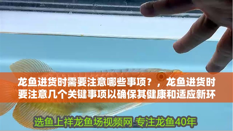 龍魚進貨時需要注意哪些事項？，龍魚進貨時要注意幾個關鍵事項以確保其健康和適應新環境 龍魚進貨時需要注意哪些事項？，龍魚進貨時要注意幾個關鍵事項以確保其健康和適應新環境 龍魚百科