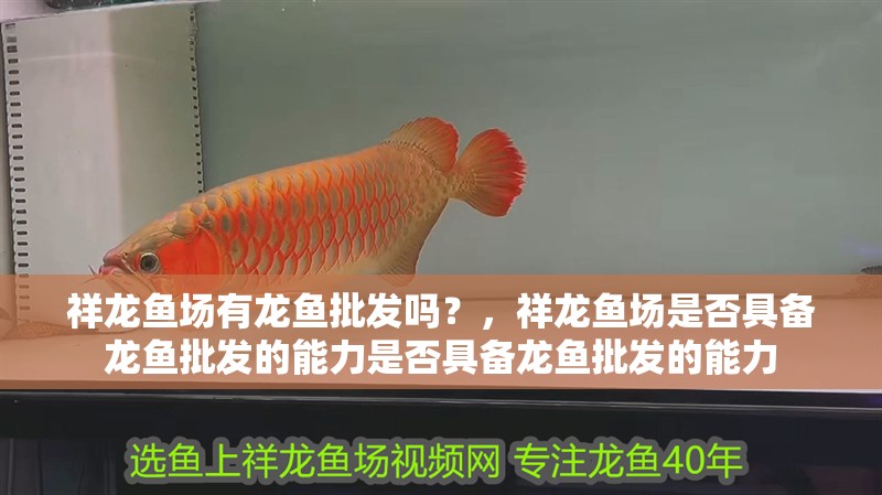 祥龍魚場有龍魚批發嗎？，祥龍魚場是否具備龍魚批發的能力是否具備龍魚批發的能力 祥龍魚場有龍魚批發嗎？，祥龍魚場是否具備龍魚批發的能力是否具備龍魚批發的能力 龍魚百科