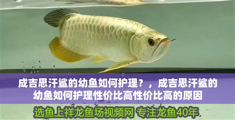 成吉思汗鯊的幼魚如何護理？，成吉思汗鯊的幼魚如何護理性價比高性價比高的原因 成吉思汗鯊的幼魚如何護理？，成吉思汗鯊的幼魚如何護理性價比高性價比高的原因 龍魚百科