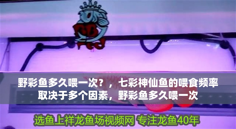 野彩魚多久喂一次？，七彩神仙魚的喂食頻率取決于多個因素，野彩魚多久喂一次 野彩魚多久喂一次？，七彩神仙魚的喂食頻率取決于多個因素，野彩魚多久喂一次 龍魚百科