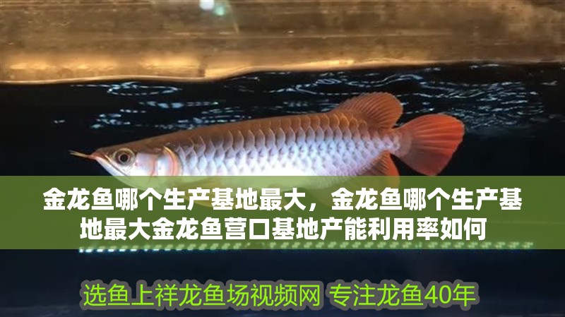 金龍魚哪個生產基地最大，金龍魚哪個生產基地最大金龍魚營口基地產能利用率如何 金龍魚哪個生產基地最大，金龍魚哪個生產基地最大金龍魚營口基地產能利用率如何 龍魚百科
