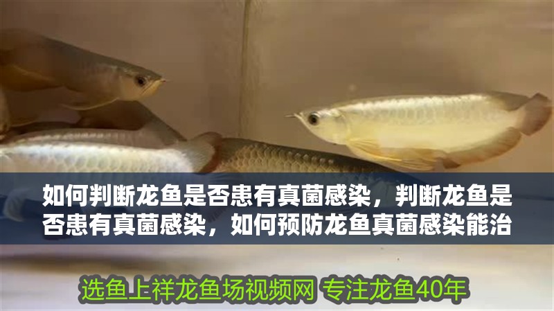 如何判斷龍魚是否患有真菌感染，判斷龍魚是否患有真菌感染，如何預(yù)防龍魚真菌感染能治愈嗎