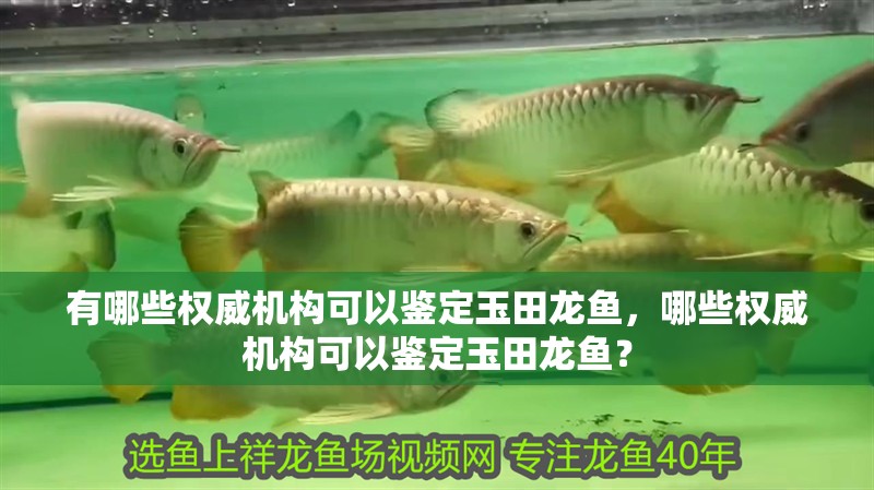 有哪些權威機構可以鑒定玉田龍魚，哪些權威機構可以鑒定玉田龍魚？ 有哪些權威機構可以鑒定玉田龍魚，哪些權威機構可以鑒定玉田龍魚？ 龍魚百科