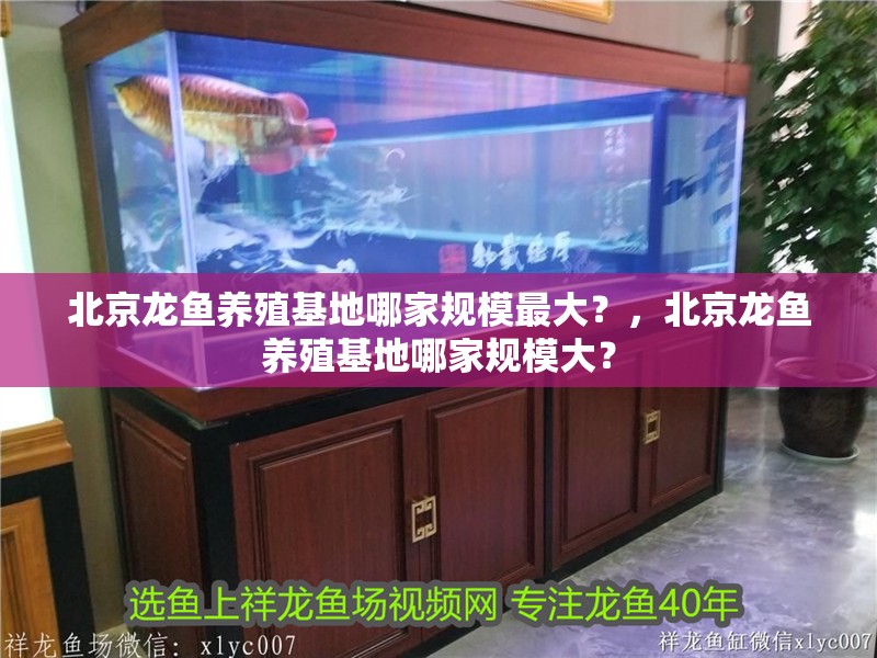 鸚鵡魚和銀龍魚混養怎樣喂食 北京龍魚養殖基地哪家規模最大?,北京龍魚養殖基地哪家規模大? 龍魚百科 北京龍魚養殖基地哪家規模最大?,北京龍魚養殖基地哪家規模大? 北京龍魚養殖基地哪家規模最大?,北京龍魚養殖基地哪家規模大? 龍魚百科