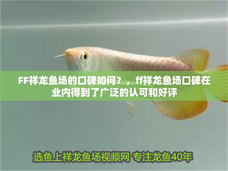 FF祥龍魚場的口碑如何？，ff祥龍魚場口碑在業內得到了廣泛的認可和好評