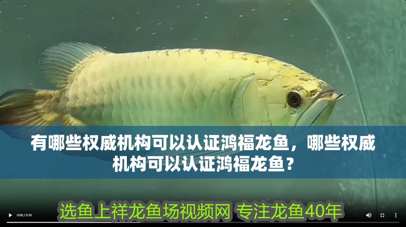 魚缸造景先放沙還是先放水(魚缸造景先鋪沙還是先放石頭) 有哪些權(quán)威機構(gòu)可以認(rèn)證鴻福龍魚,哪些權(quán)威機構(gòu)可以認(rèn)證鴻福龍魚? 龍魚百科 有哪些權(quán)威機構(gòu)可以認(rèn)證鴻福龍魚,哪些權(quán)威機構(gòu)可以認(rèn)證鴻福龍魚? 有哪些權(quán)威機構(gòu)可以認(rèn)證鴻福龍魚,哪些權(quán)威機構(gòu)可以認(rèn)證鴻福龍魚? 龍魚百科