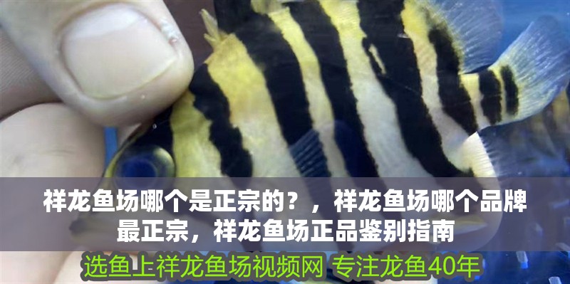 印尼虎魚多少溫度飼養(yǎng)最好:印尼虎魚多少溫度飼養(yǎng)最好印尼虎魚多少溫度飼養(yǎng)最好 祥龍魚場哪個是正宗的?,祥龍魚場哪個品牌最正宗,祥龍魚場正品鑒別指南 龍魚百科 祥龍魚場哪個是正宗的?,祥龍魚場哪個品牌最正宗,祥龍魚場正品鑒別指南 祥龍魚場哪個是正宗的?,祥龍魚場哪個品牌最正宗,祥龍魚場正品鑒別指南 龍魚百科